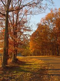 A picture of an autumn landscape.