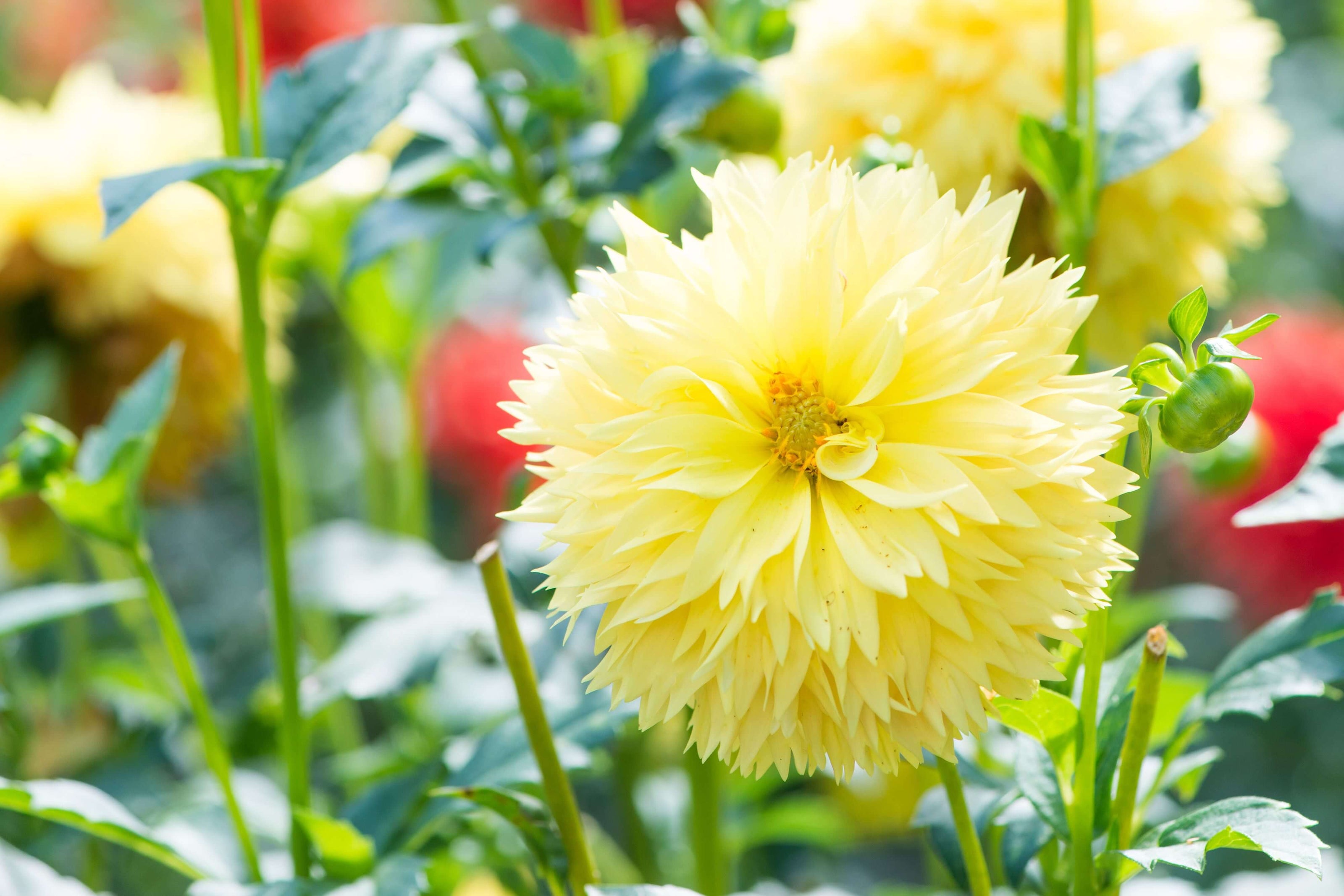 A picture of the colour yellow in nature.