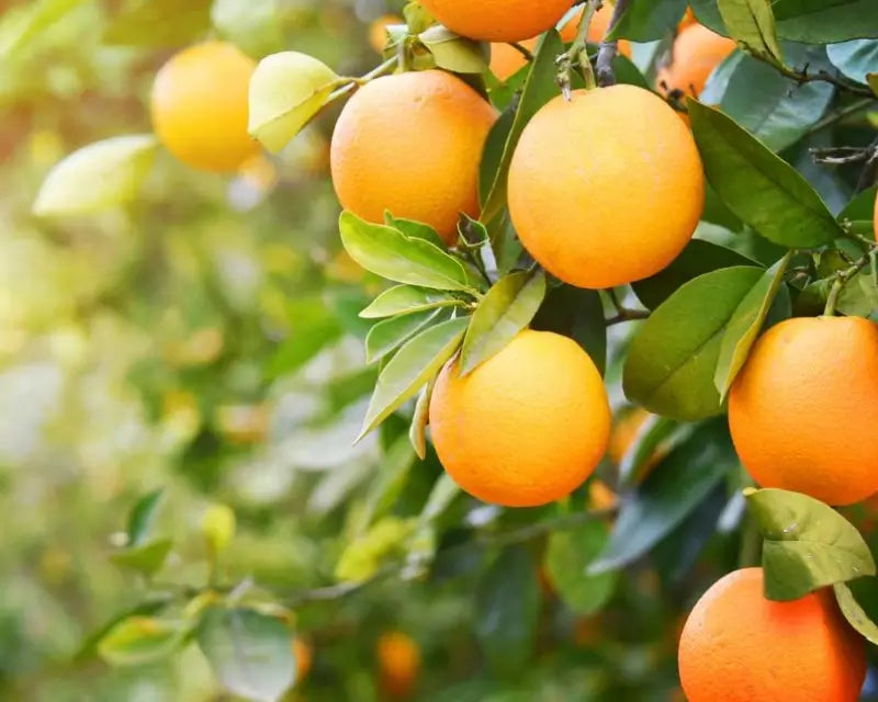 A picture of oranges hanging on a tree