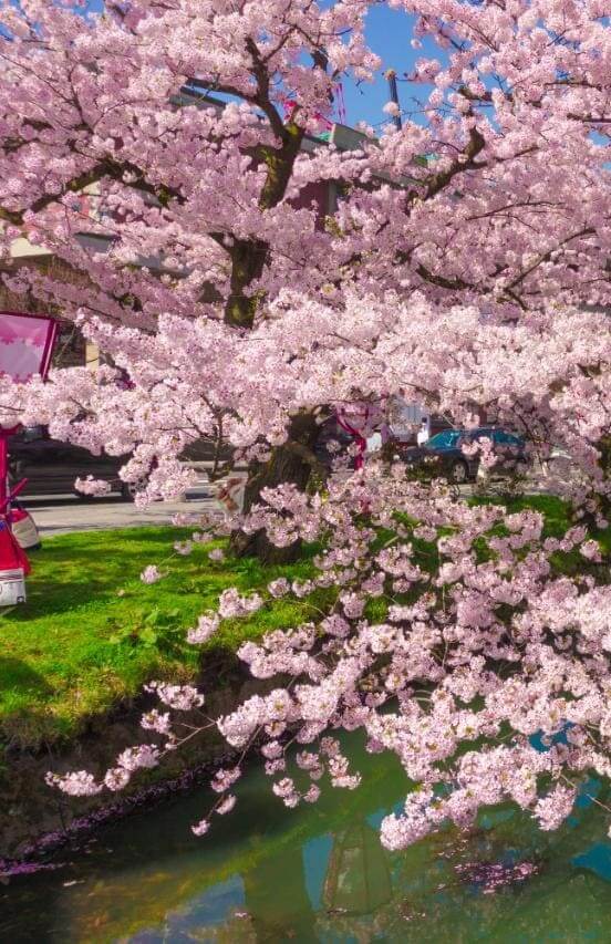 A picture of the Sakura (cherry blossom) Tree from Japan.